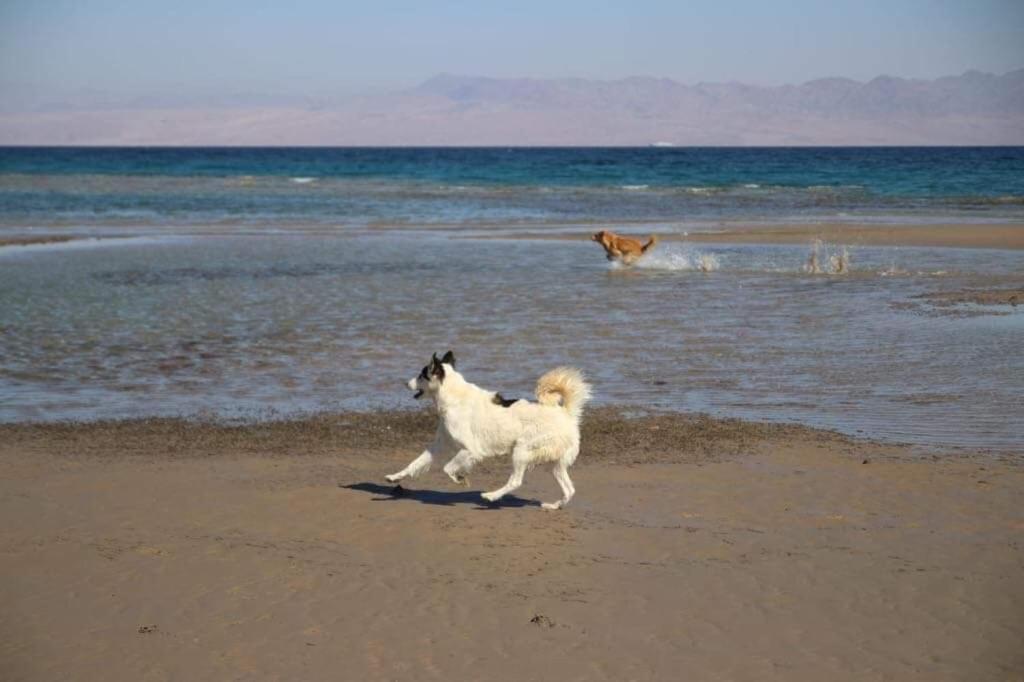 Nuweiba` Sebaii Camp السباعى كامب شاطئ الترابين بجوار ويت بالس 호스텔 외부 사진