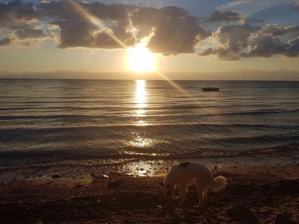 Nuweiba` Sebaii Camp السباعى كامب شاطئ الترابين بجوار ويت بالس 호스텔 외부 사진